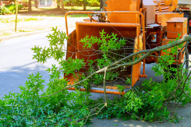 Best Dead Tree Removal  in Spry, PA